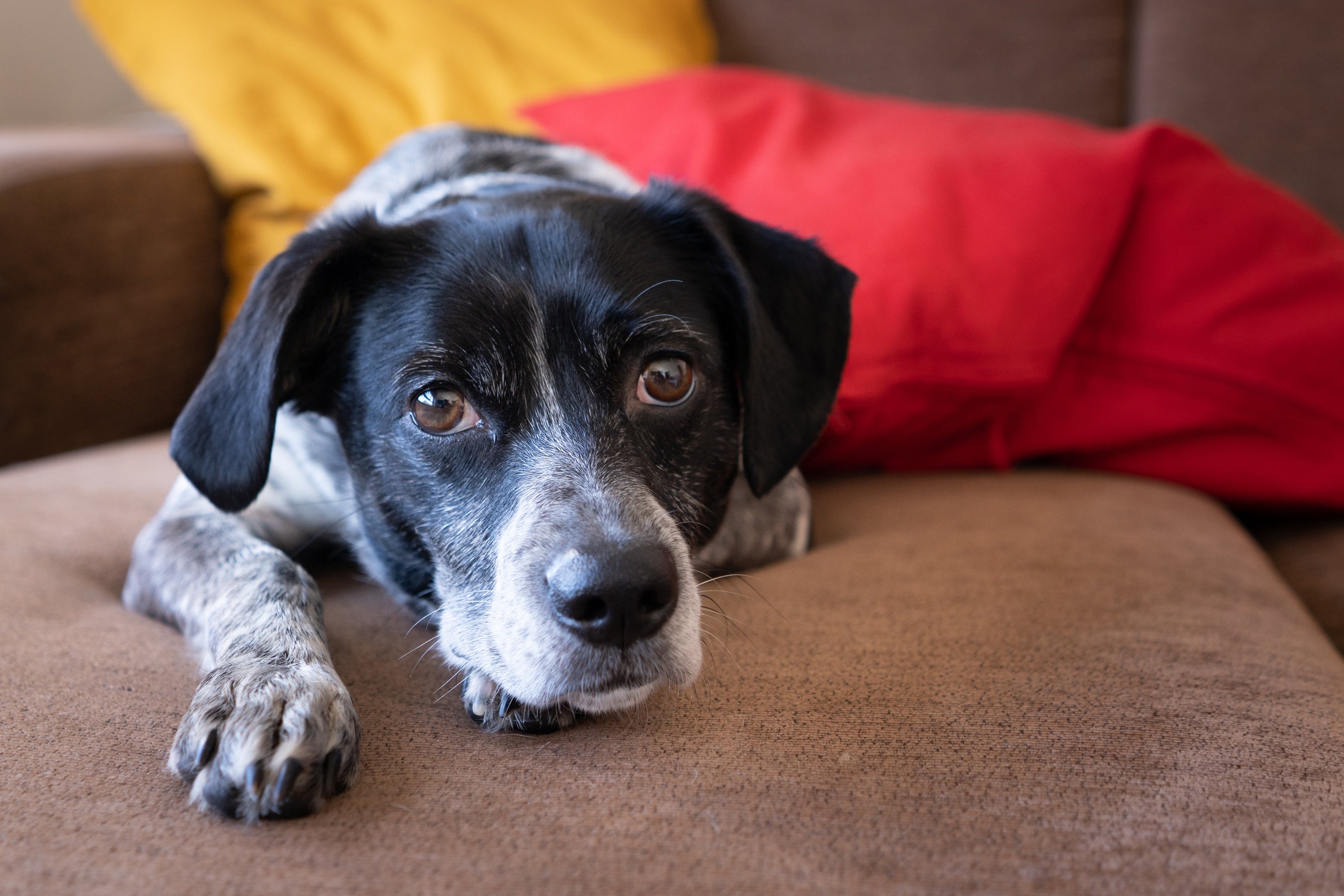 Why is my dog scared of loud noises?