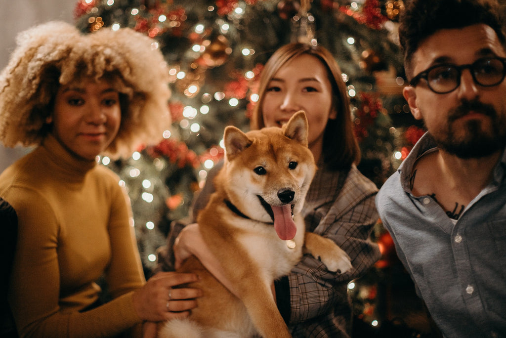 How to keep your dog chill during the holidays