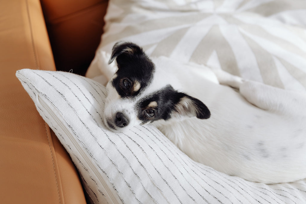 What causes dogs to have separation anxiety?