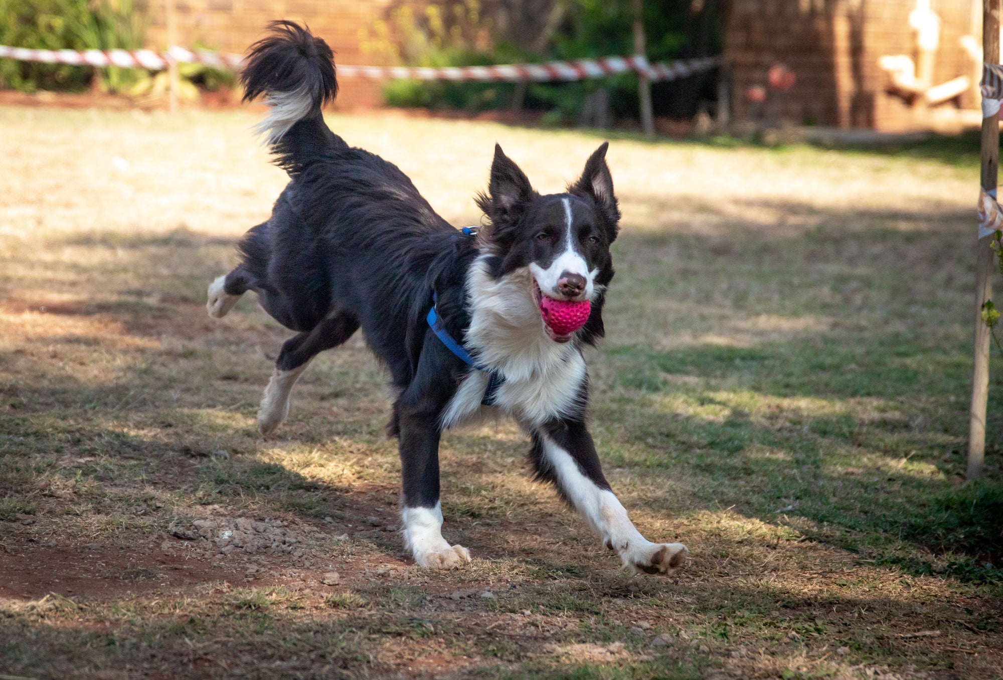 Five ways to play with your dog