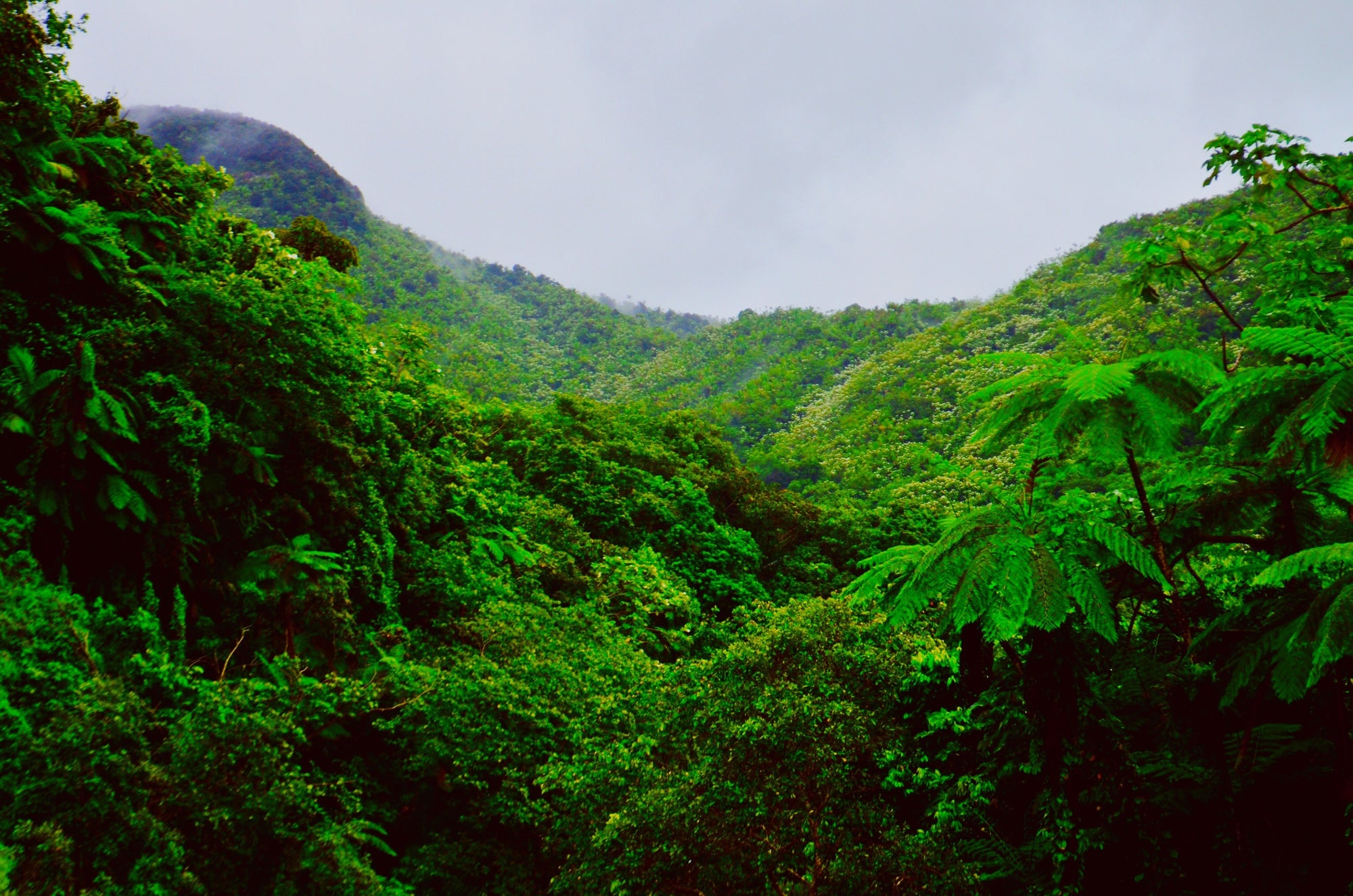 Meet the chemist that discovered a rainforest plant that helps dogs