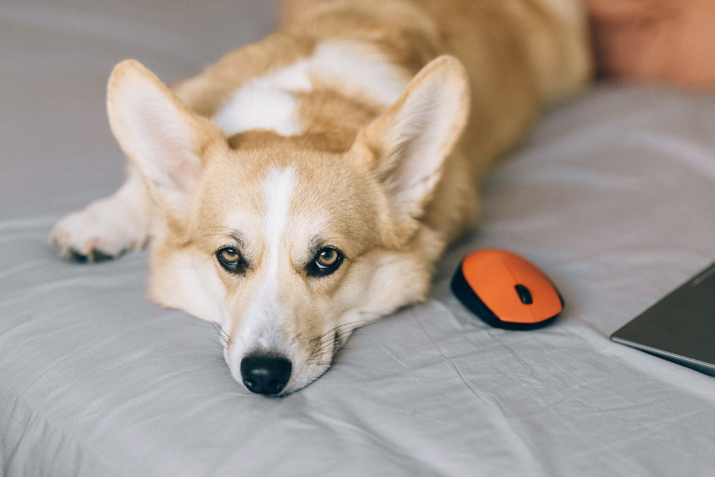 What Are the First Signs of Stress in a Dog?