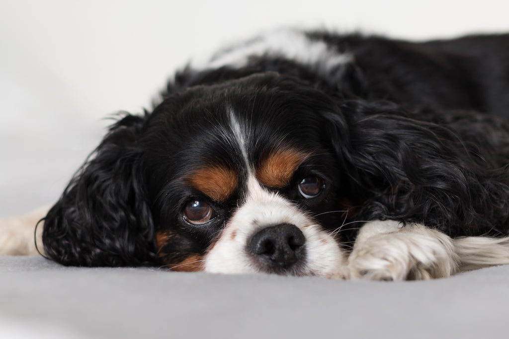 Is your new dog a scaredy cat?