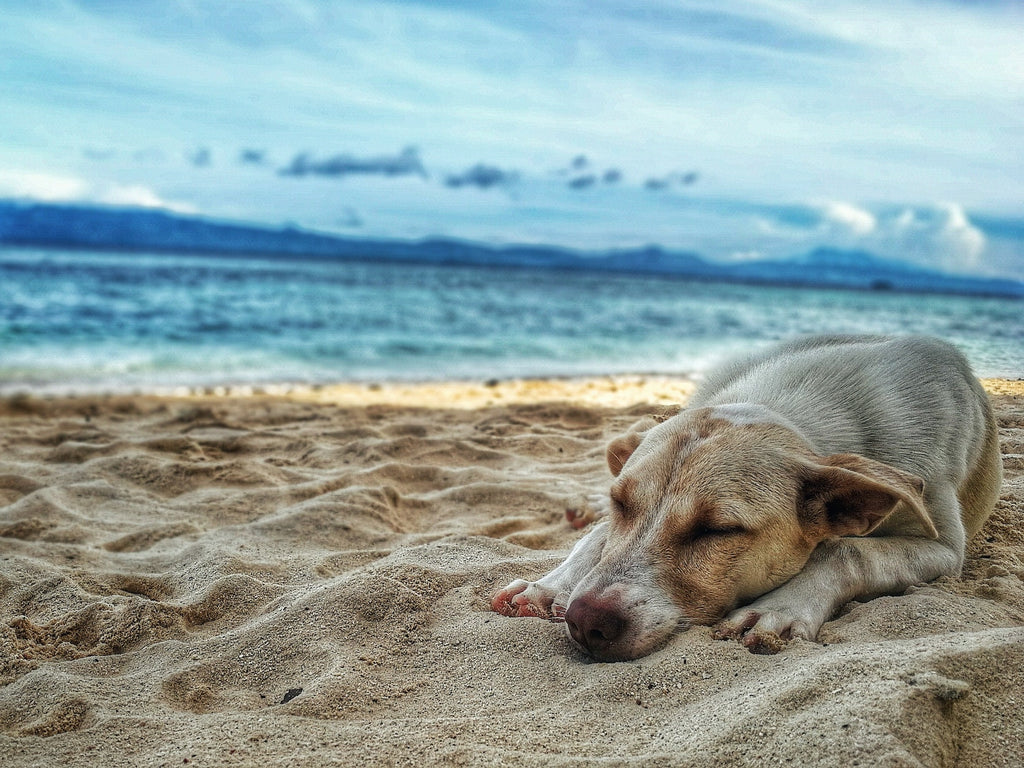 Do you know these tips for keeping your pet safe this summer?