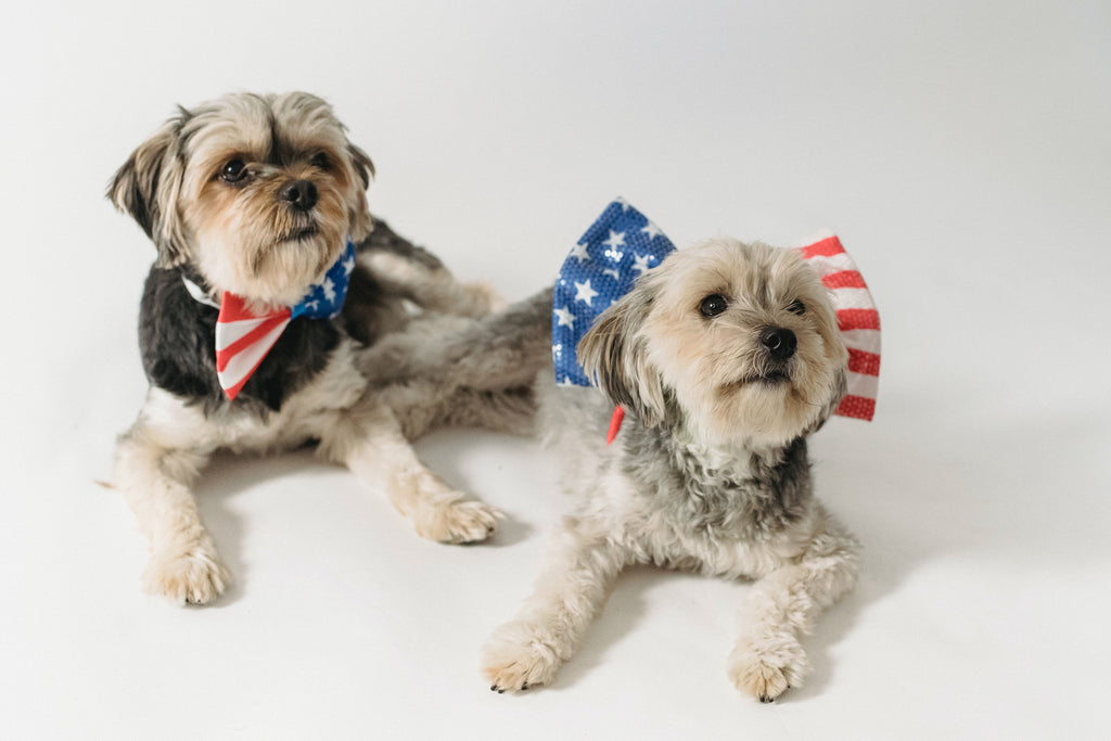 3 Ways to Make the Fourth of July Better for Your Anxious Dog