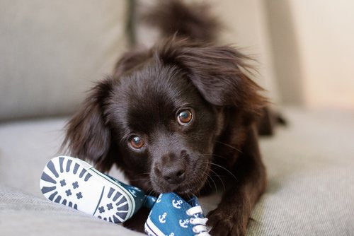 Why is my dog chewing up my shoes?