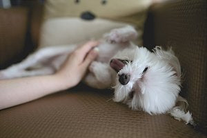 Is dog anxiety on the rise?