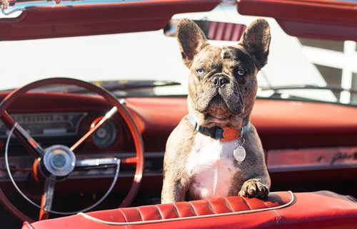 Secrets to road tripping with your dog