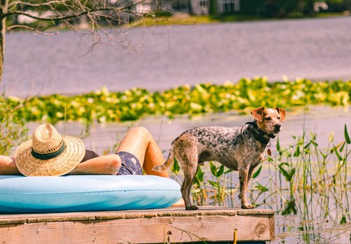 Are your pets safe from the summer heat?